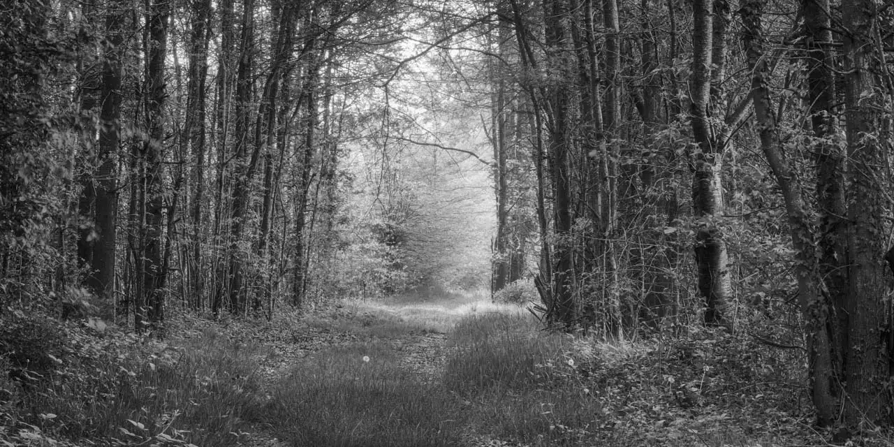 Sentier cheminant à travers un sous-bois de la dombes non loin d'un étang. Photographie d'art en noir et blanc par Amar Guillen, artiste photographe.