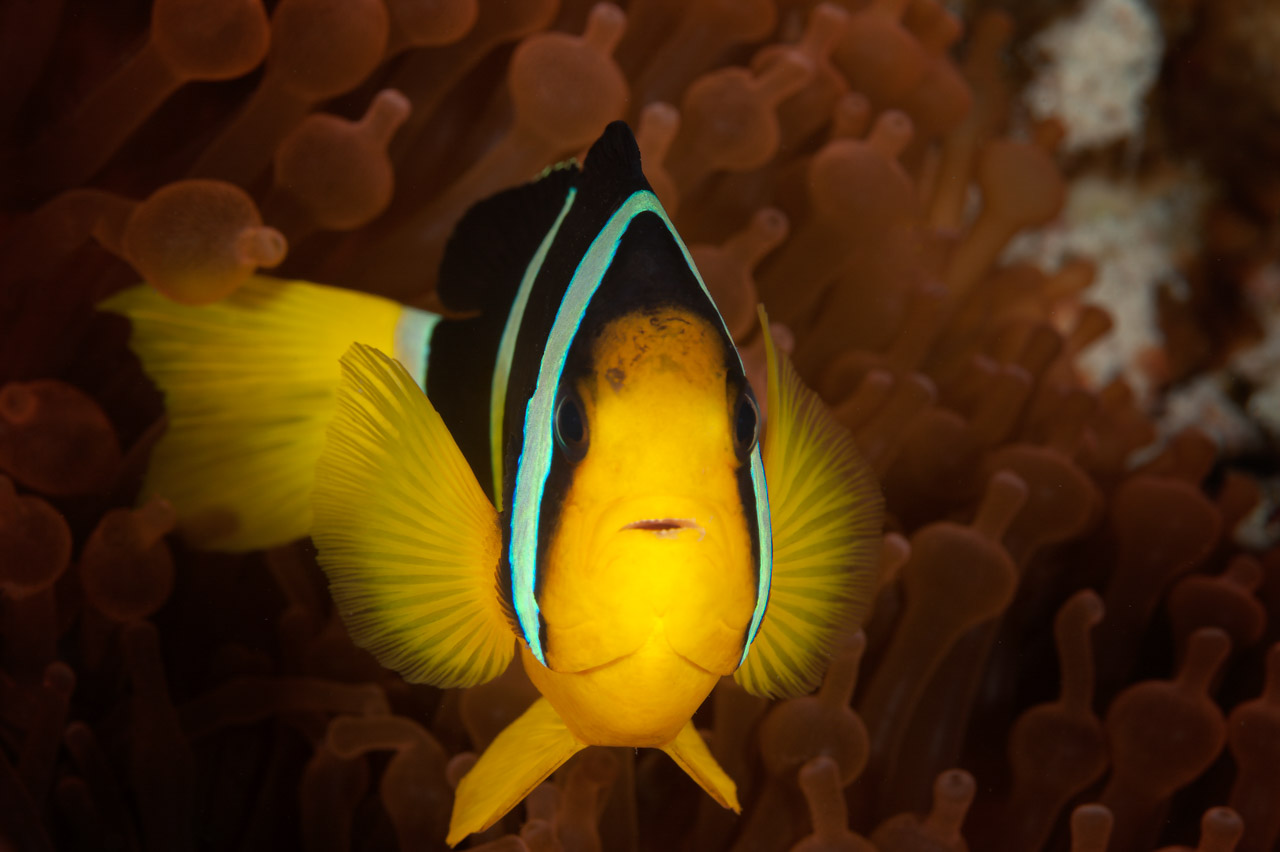Photo d'un poisson clown aux Maldives