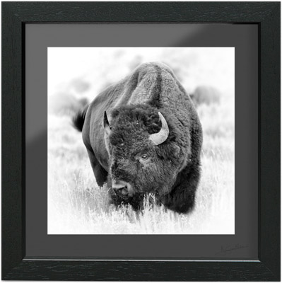 Une photo en noir et blanc d'un bison avec la finition museum. Passe-partout + Plexiglas + caisse vitrine.