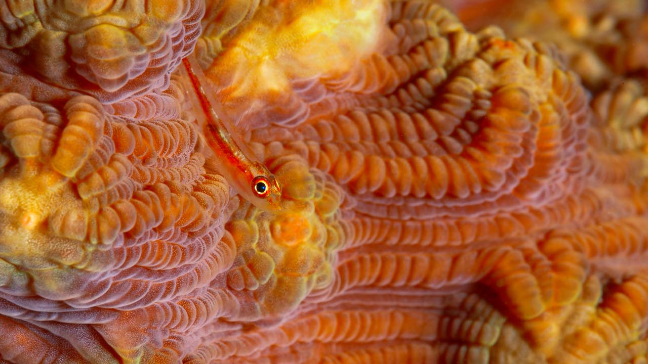 Underwater photo portfolio in color. Amar Guillen, photographer.
