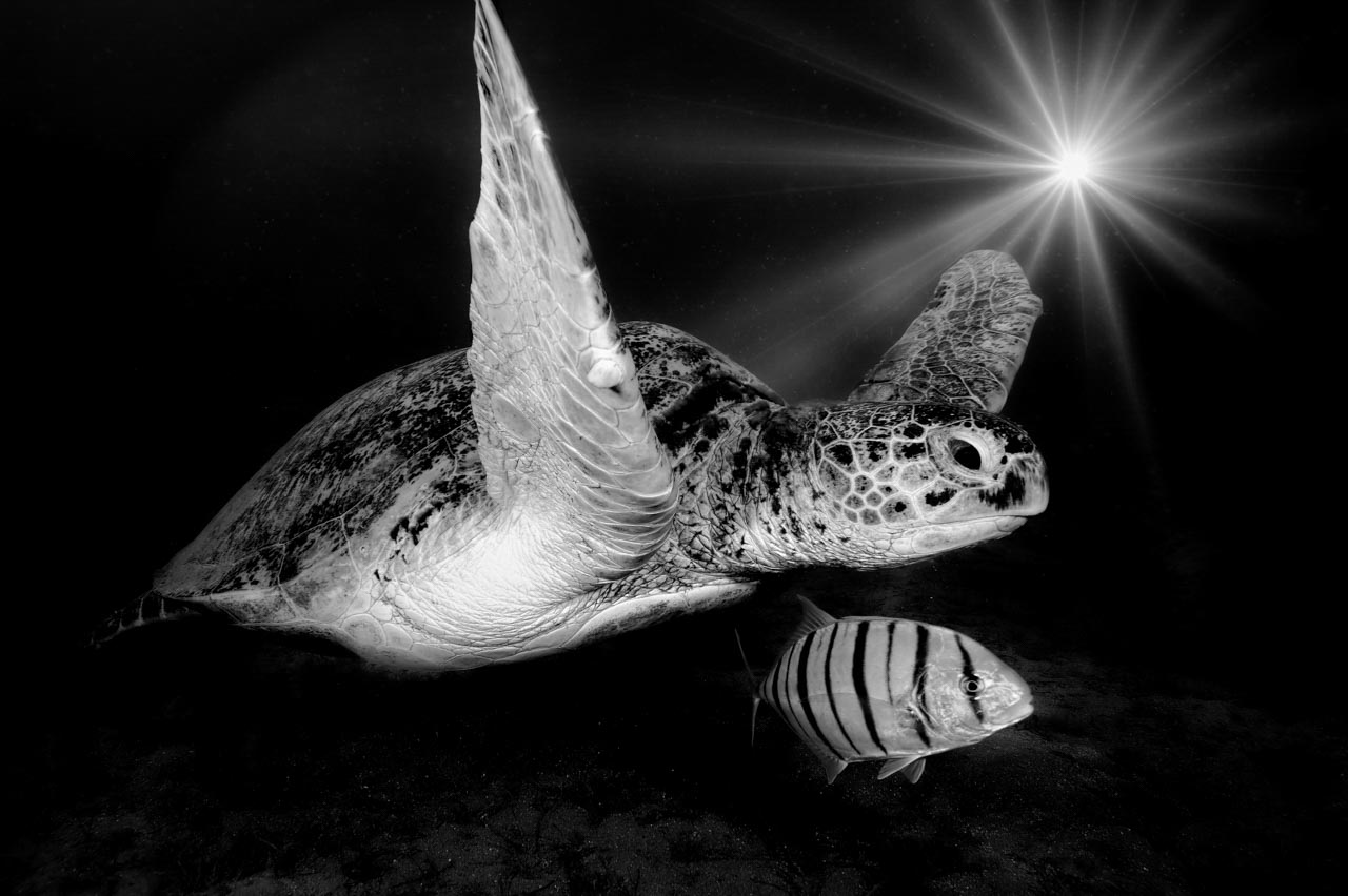 Portfolio sous-marin en noir et blanc de Amar Guillen, photographe.