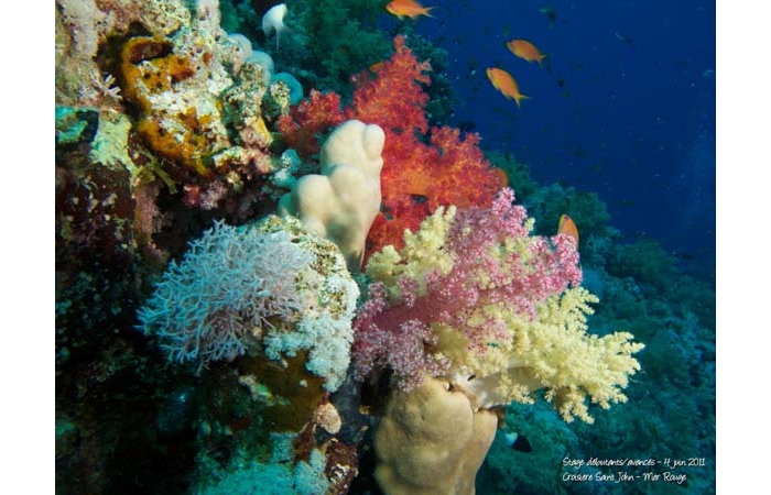 Stage de photo sous-marine en Mer Rouge-01