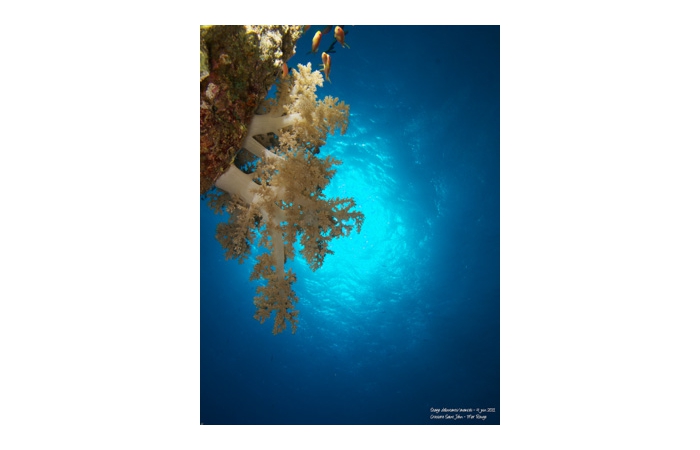 Stage de photo sous-marine en Mer Rouge-02