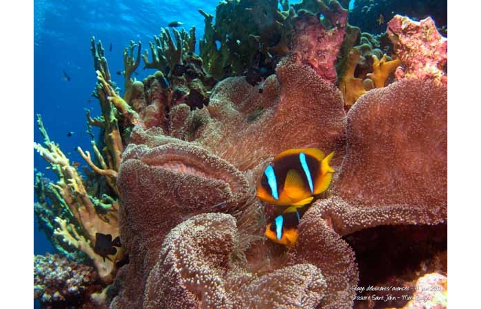 Stage de photo sous-marine en Mer Rouge-05