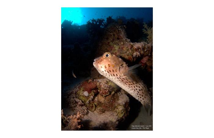 Stage de photo sous-marine en Mer Rouge-06