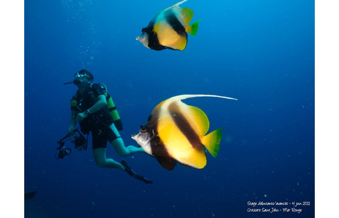 Stage de photo sous-marine en Mer Rouge-10