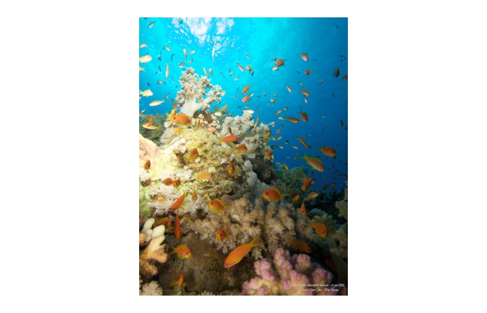 Stage de photo sous-marine en Mer Rouge-11