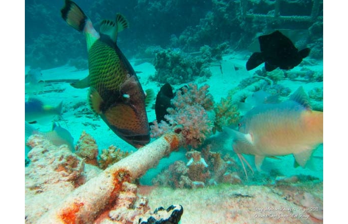Stage de photo sous-marine en Mer Rouge-13