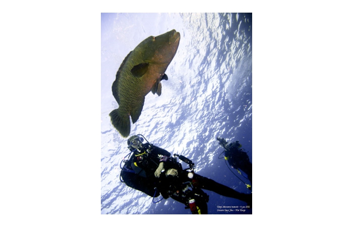 Stage de photo sous-marine en Mer Rouge-14
