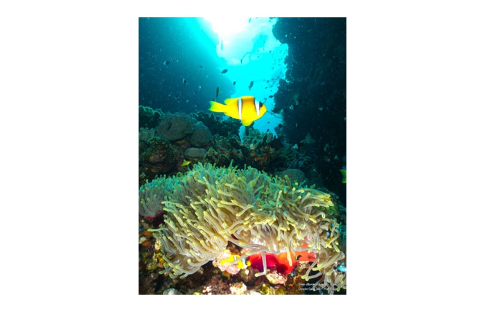 Stage de photo sous-marine en Mer Rouge-15