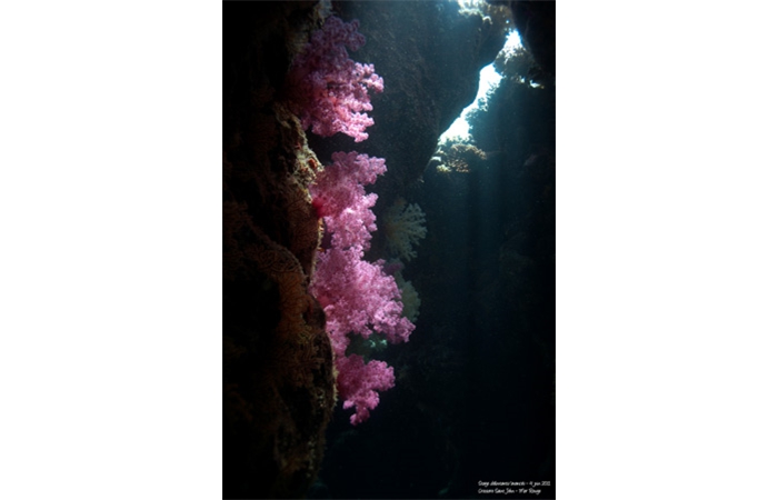 Stage de photo sous-marine en Mer Rouge-17