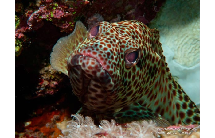 Stage de photo sous-marine en Mer Rouge-18