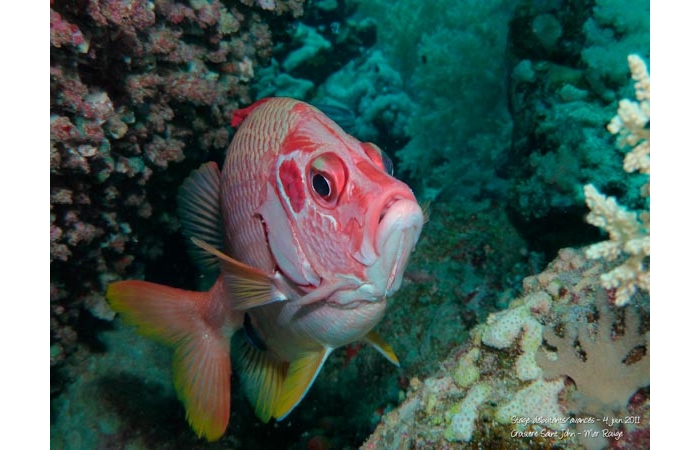 Stage de photo sous-marine en Mer Rouge-19