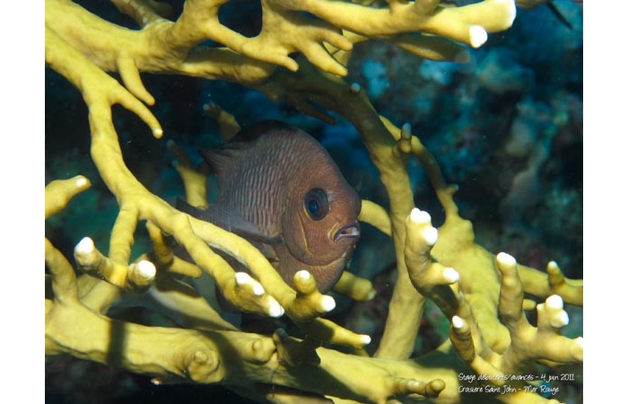 Stage de photo sous-marine en Mer Rouge-21