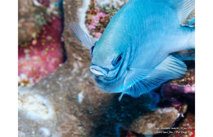 Stage de photo sous-marine en Mer Rouge-23