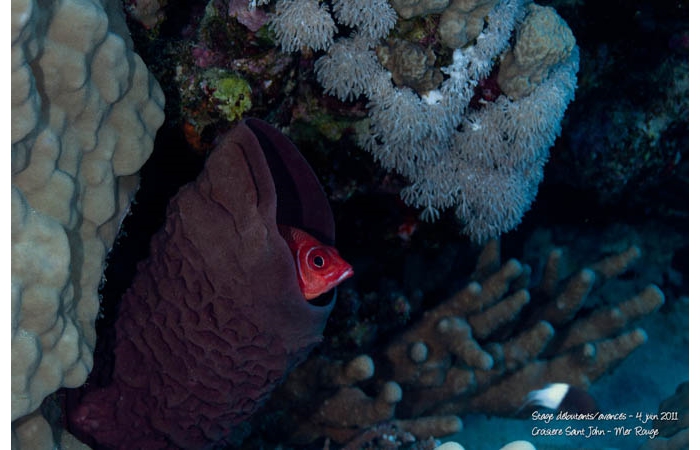 Stage de photo sous-marine en Mer Rouge-24