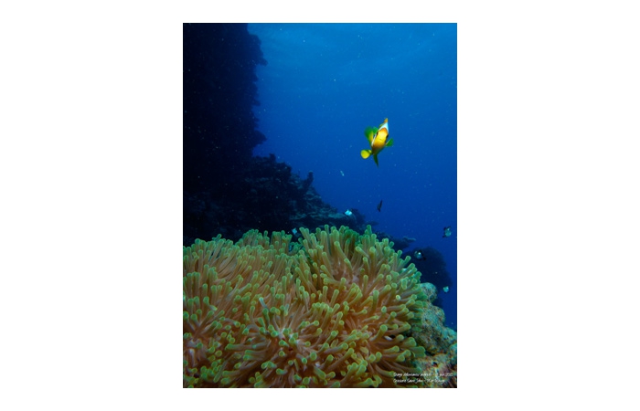 Stage de photo sous-marine en Mer Rouge-27