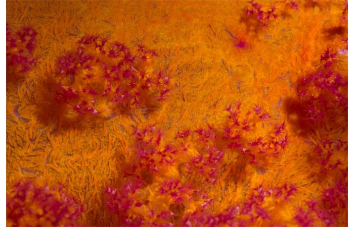 CATLART0030