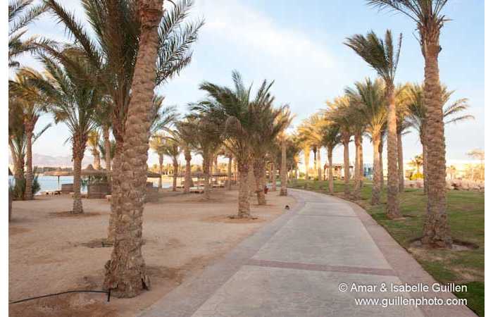 111113EGYSAF0308