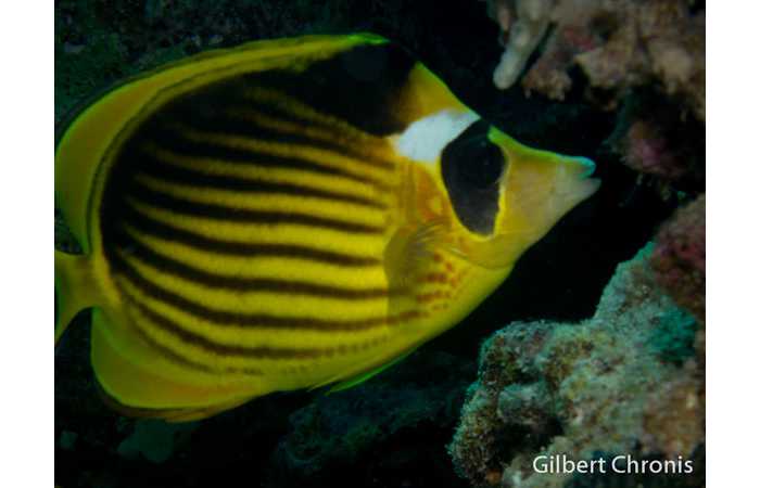 gilbert-chronis-03