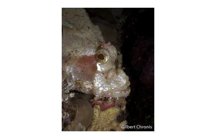 gilbert-chronis-04