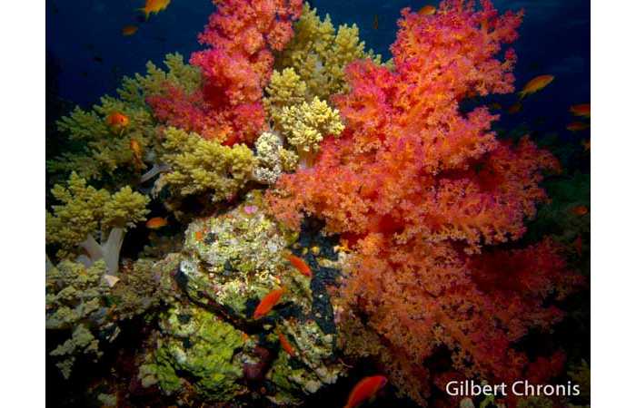 gilbert-chronis-11
