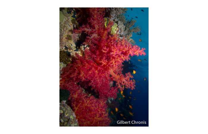 gilbert-chronis-12