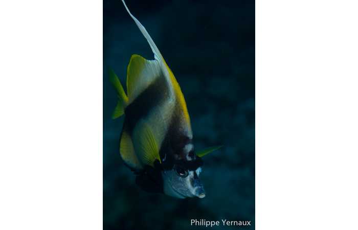 philippe-yernaux-07