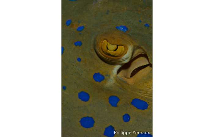 philippe-yernaux-09