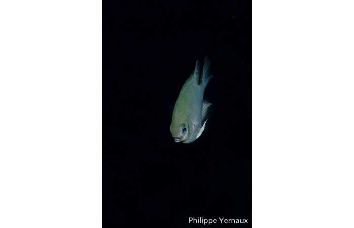 philippe-yernaux-15