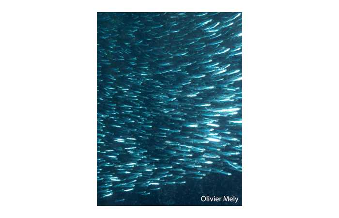 olivier-19