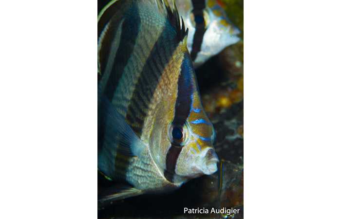 patricia-04