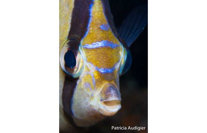patricia-05