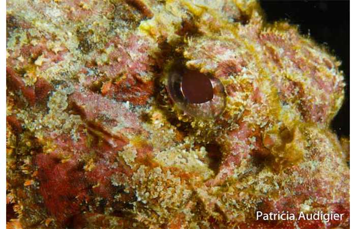 patricia-07