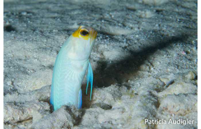 patricia-08