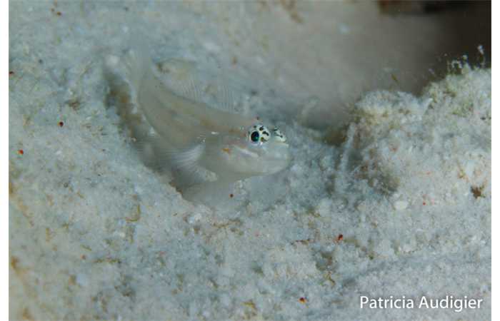 patricia-10