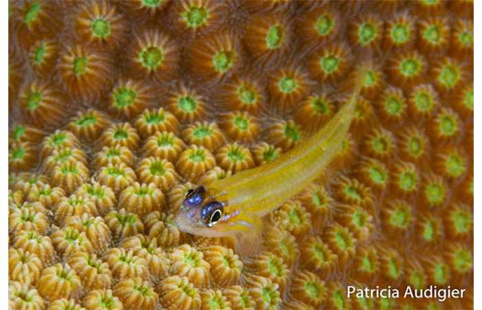 patricia-12