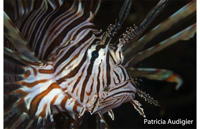 patricia-13