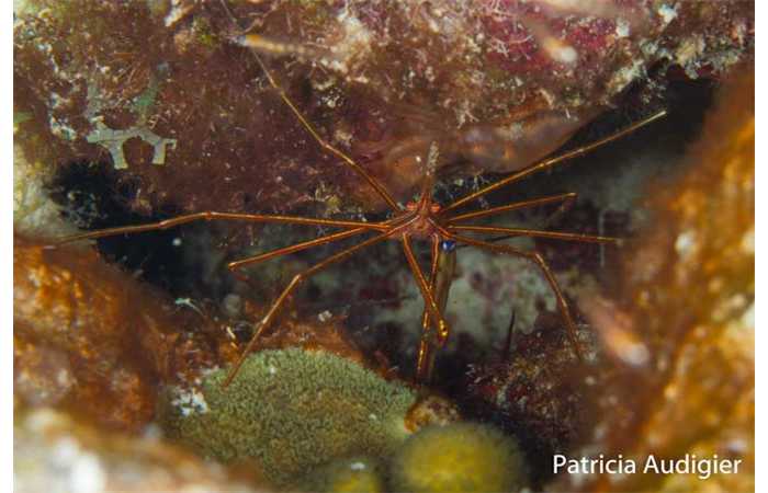 patricia-18