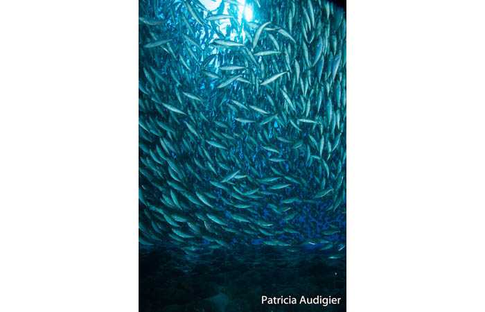 patricia-27