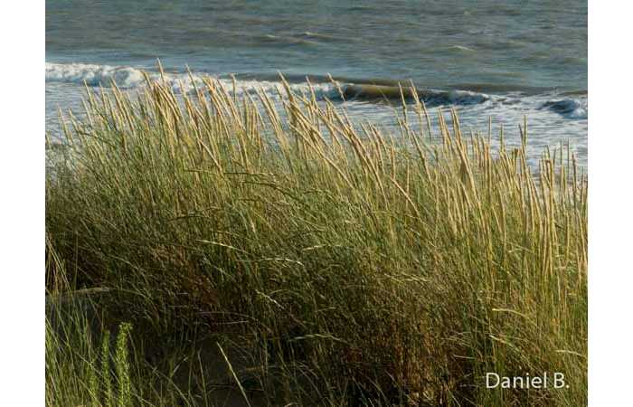 daniel-11