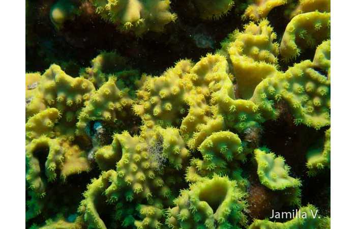 jamilla-1