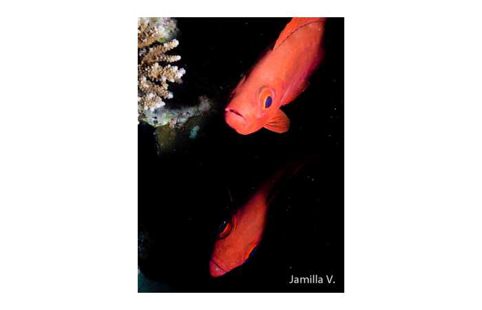 jamilla-17