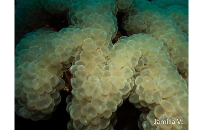 jamilla-6