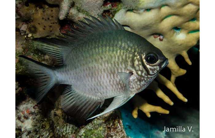 jamilla-9