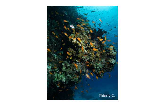 thierry-13