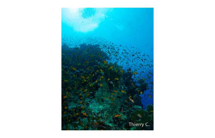 thierry-18