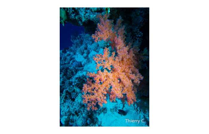 thierry-2