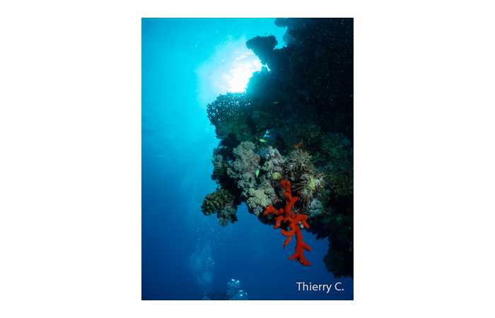 thierry-9