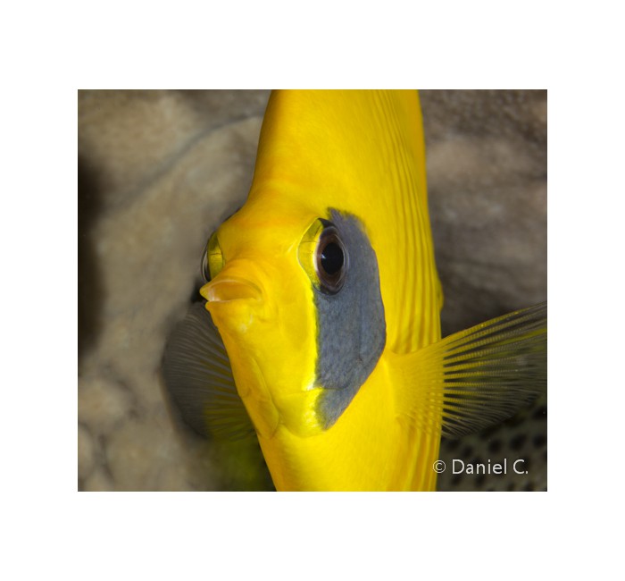 daniel-3